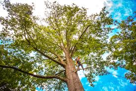 Best Emergency Tree Removal  in Carbon Hill, AL