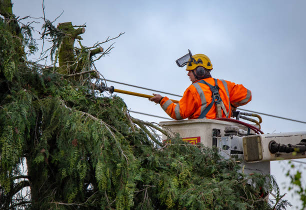 How Our Tree Care Process Works  in  Carbon Hill, AL