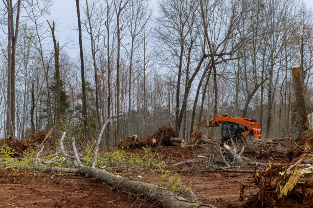 Leaf Removal in Carbon Hill, AL