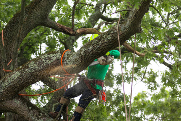 Lawn Maintenance Plans in Carbon Hill, AL