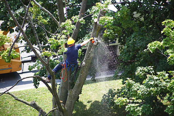 Best Emergency Tree Removal  in Carbon Hill, AL
